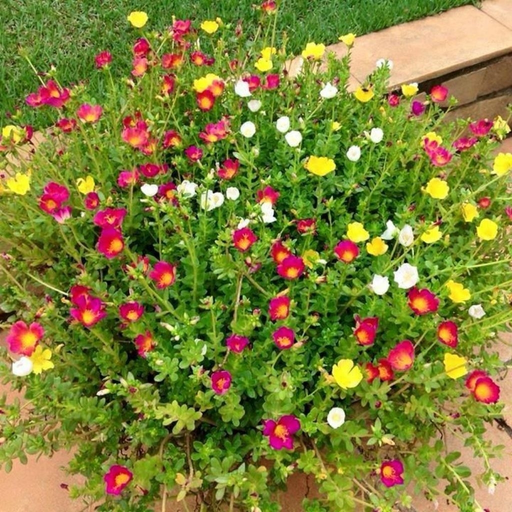 Tanaman Hias Bunga Krokot Duna Sweetbery Daun Bulat Sudah Berakar Krokot Duna Murah