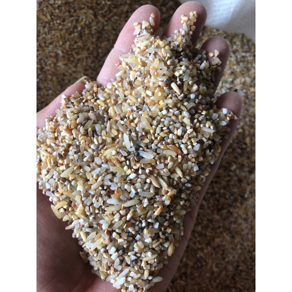 beras menir pakan ayam pakan ternak beras batik pakan ayam