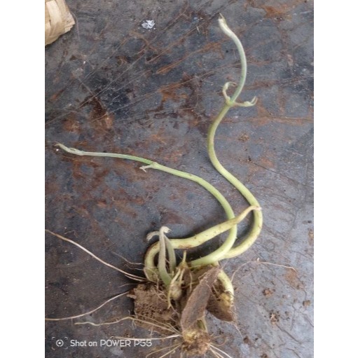 Bibit Umbi Gadung / 1 Pohon Bibit Gadung Siap Tanam Perbibit