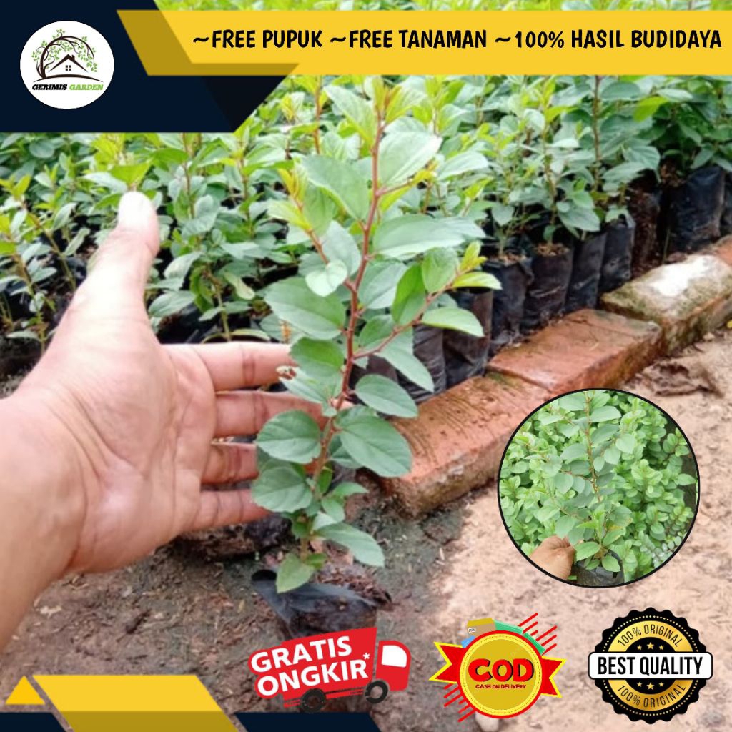 Bibit / Pohon Bidara daun tanaman Bidara terlaris / bibit bidara