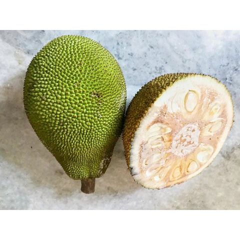 Bibit Tanaman Nangka Sayur/Gori/Tewel - Bahan Gudeg - Harga Murah