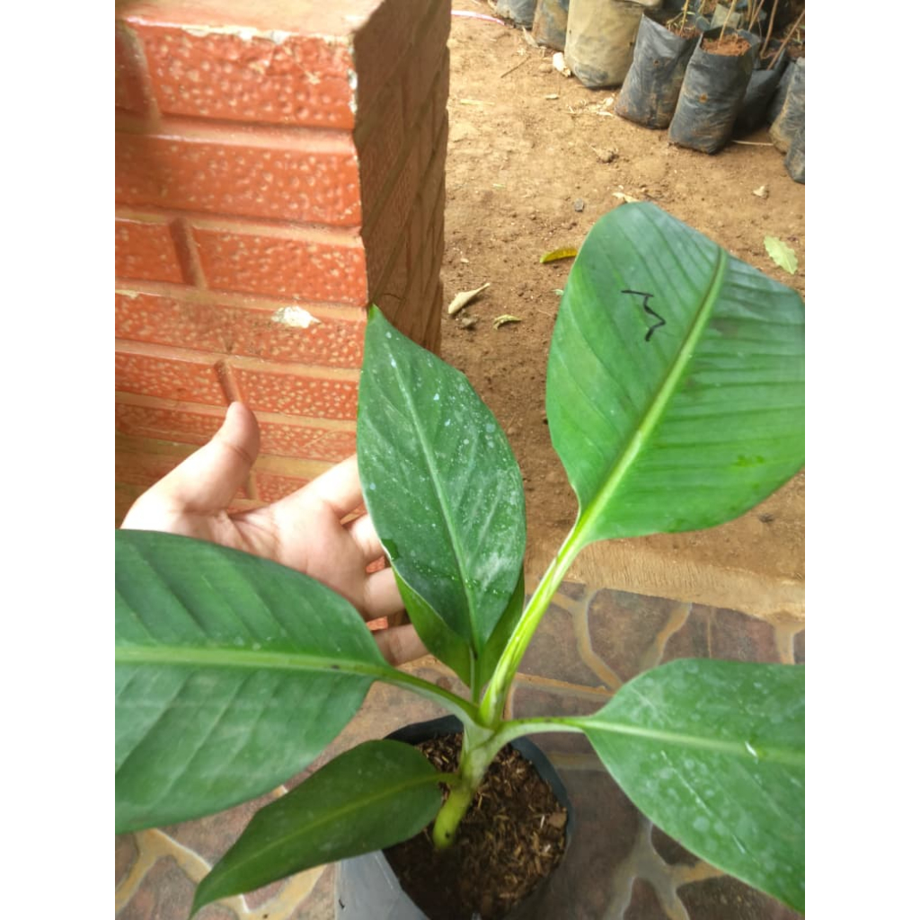 Bibit Tanaman Pisang Mulyo/Fhia 17 - Kultur Jaringan - Harga Murah