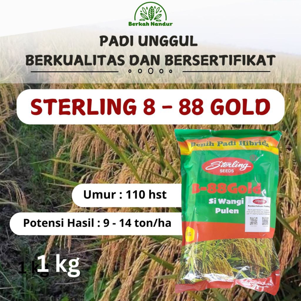 Benih Padi Hibrida Sterling B88 Gold Sterling Wangi Pulen