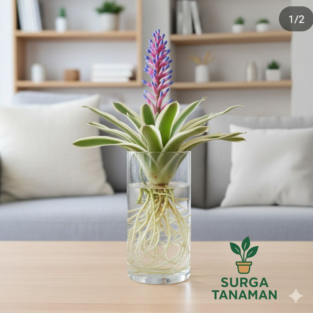 Tanaman media air bromelia jagung - tanaman bromelia jagung - tanaman yg bisa hidup di air - benih t