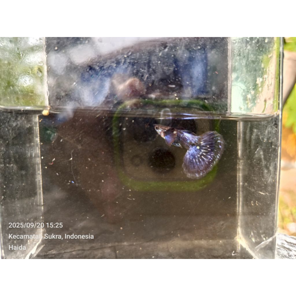 hiasan aquarium guppy purple dragon