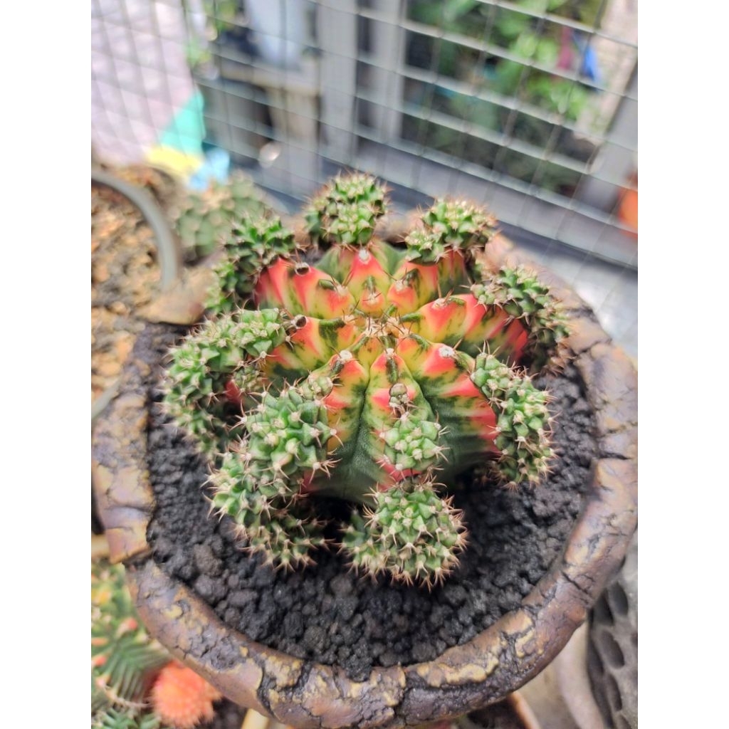 Indukan Gymno Miha Multicolour Full Anakan