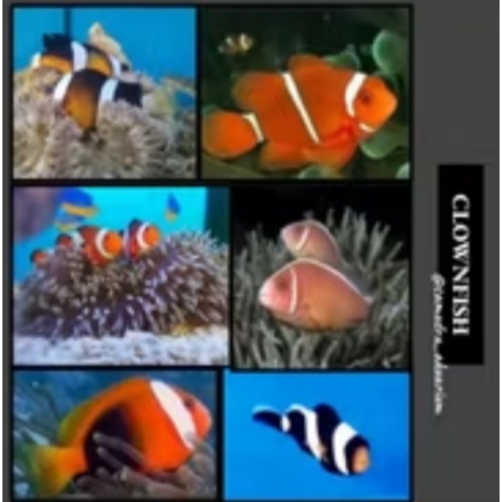 Ikan Hias Air Laut Ikan Nemo/ Clownfish / Betok / Angel fish