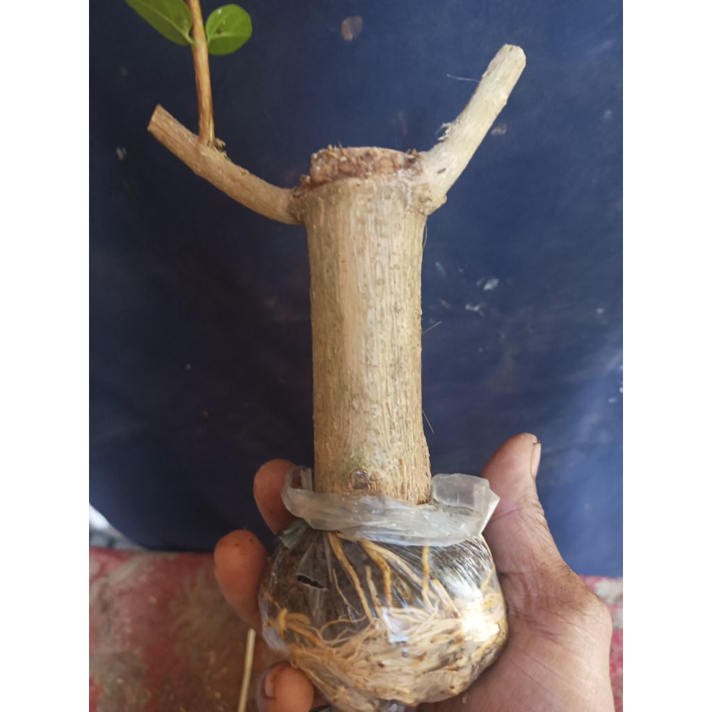 bibit sancang hasil cangkok