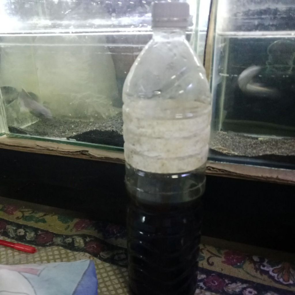 Channa limbata WC 10cm up