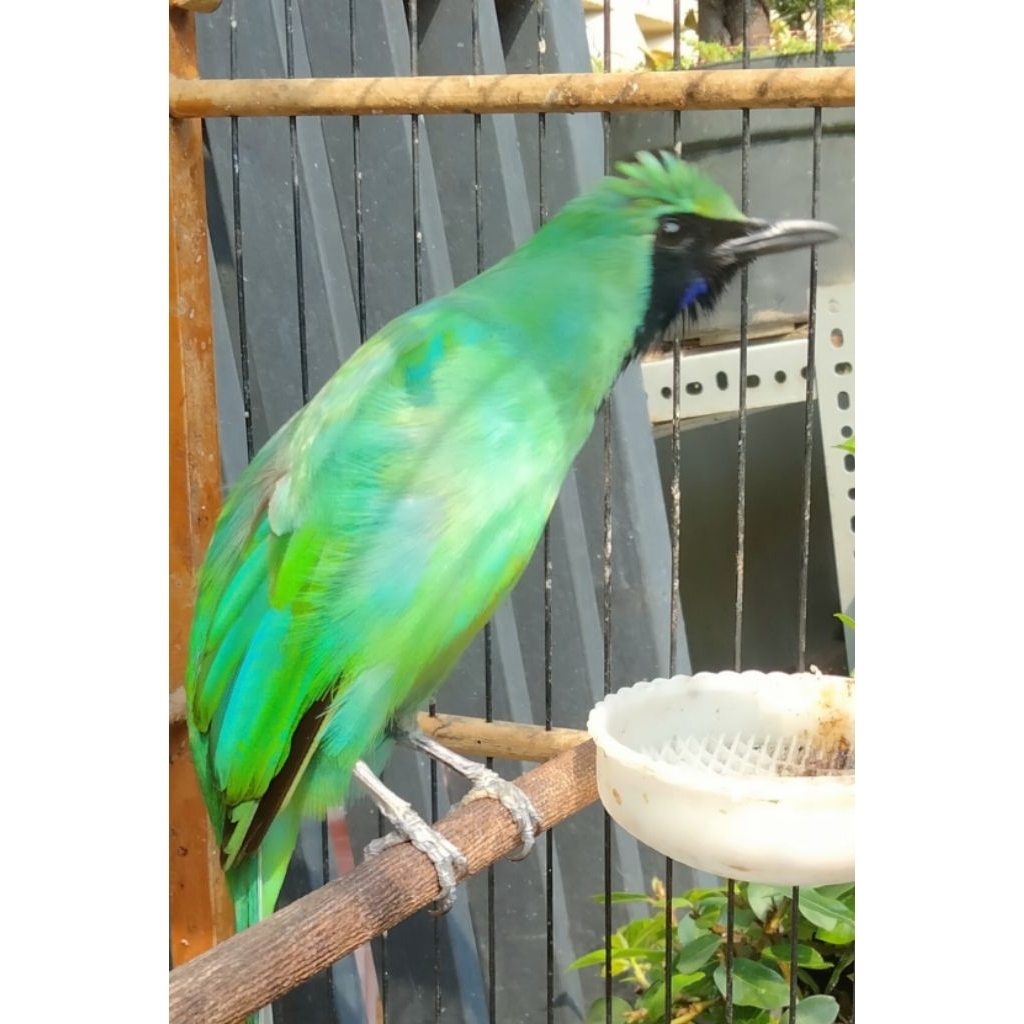 cucak ijo rawatan jamtrok siap gantang