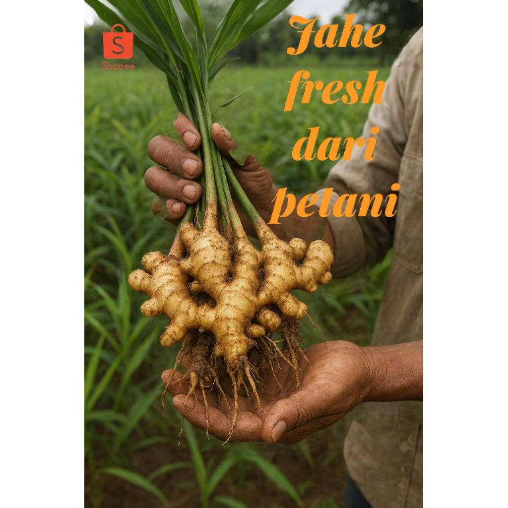 

jahe gajah segar 1kg