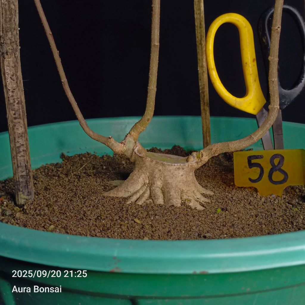 58 - Bahan Bonsai Anput Mame Small