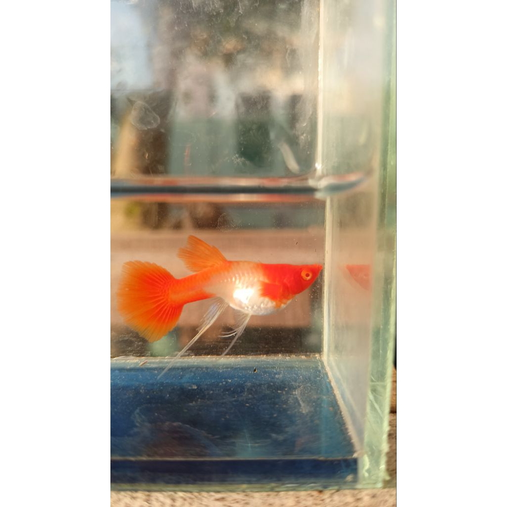 hiasan aquarium satu pasang albino koi ribbon