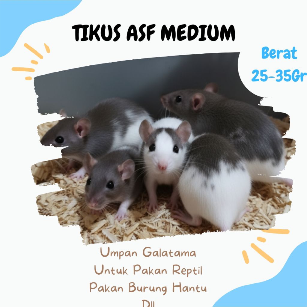 ASF Medium / Tikus ASF Hidup – Pakan Alami Ular BallPython & Hewan Predator
