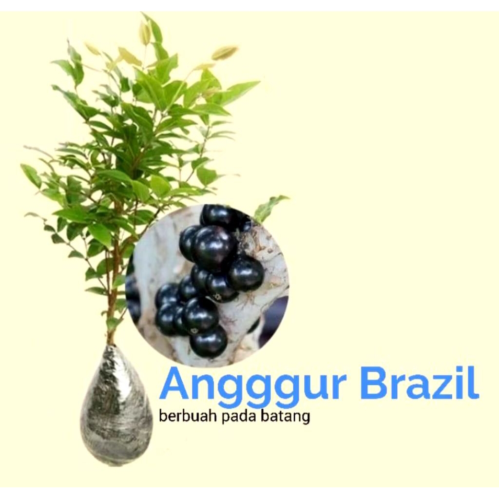 (BISA COD) Tanaman hias bahan bonsai anggur Brazil - tanaman bahan bonsai anggur Brazil terlaris