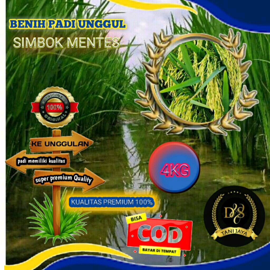 

PADI SIMBOK MENTES | 4KG