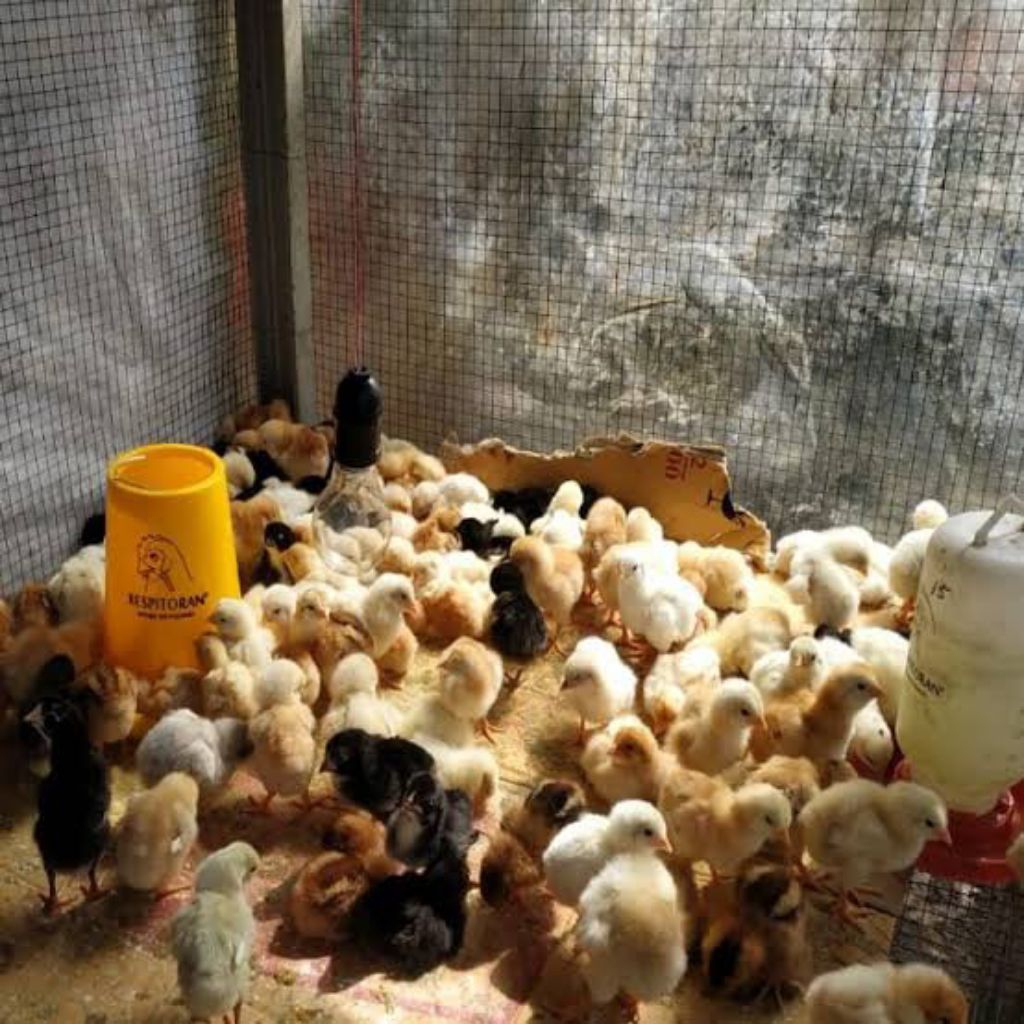 DOC anak Ayam Kampung Yudistira (AKY)