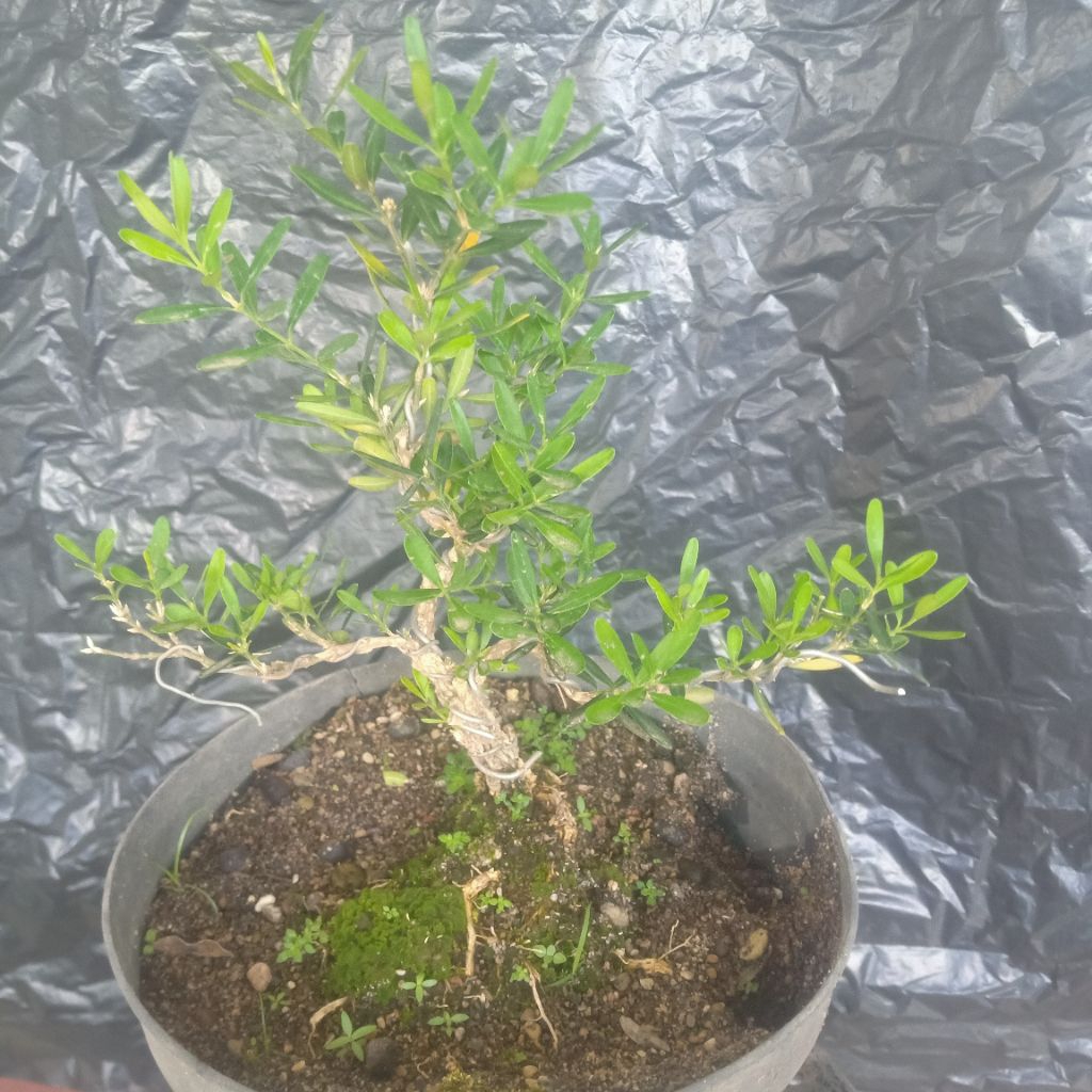 Bonsai Boxus siap pajang