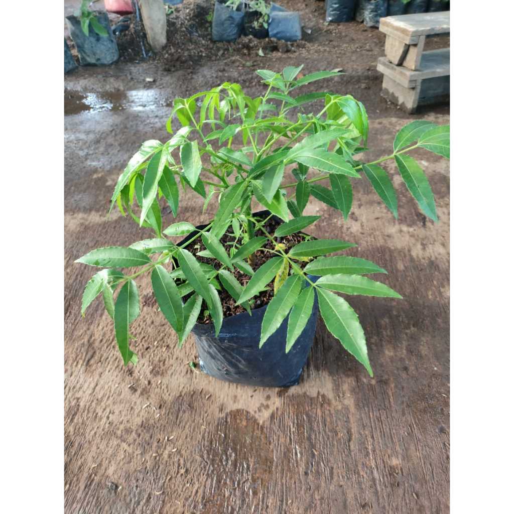 Pohon Buah Kedondong - Bibit Tanaman Buah Kedondong