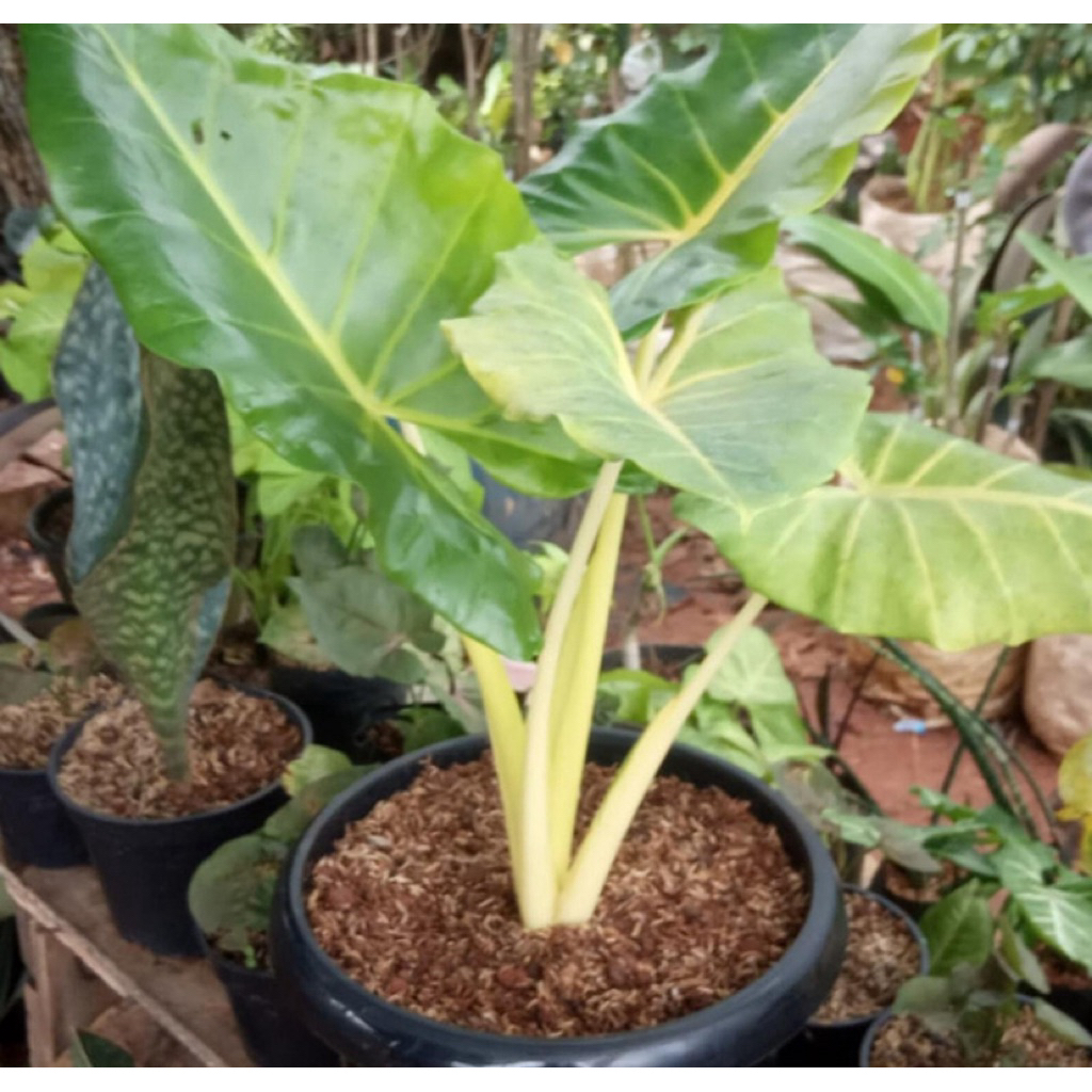 tanaman hias alocasia sente kuning/sente kuning 30-70cm