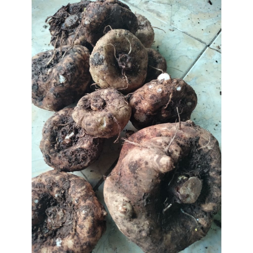 iles iles putih seger 1 kg Rp 15000