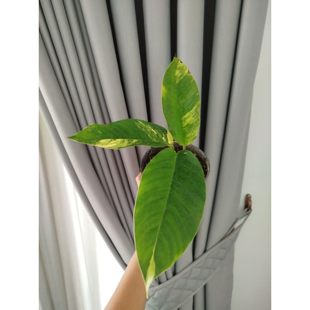 Raphidophora Foraminifera Variegata Yellow