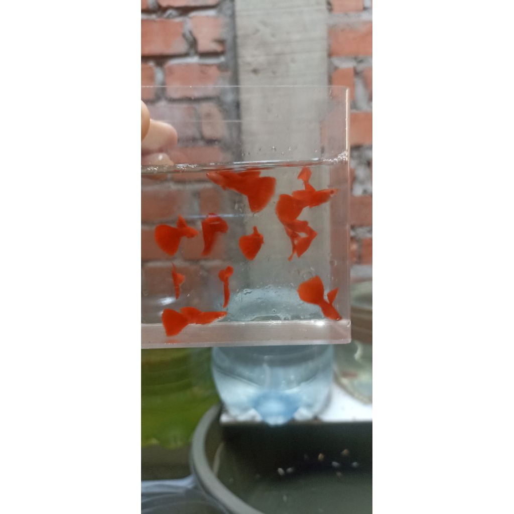 Sticker Guppy Afr