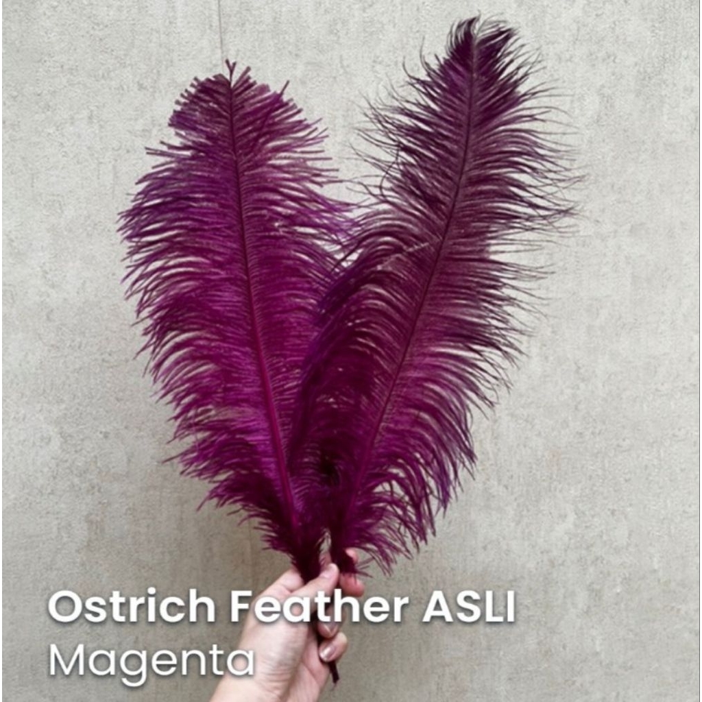 Ostrich Feather Asli / Bulu Angsa