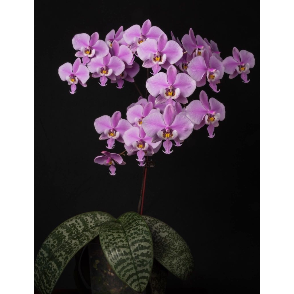 Phalaenopsis schilleriana