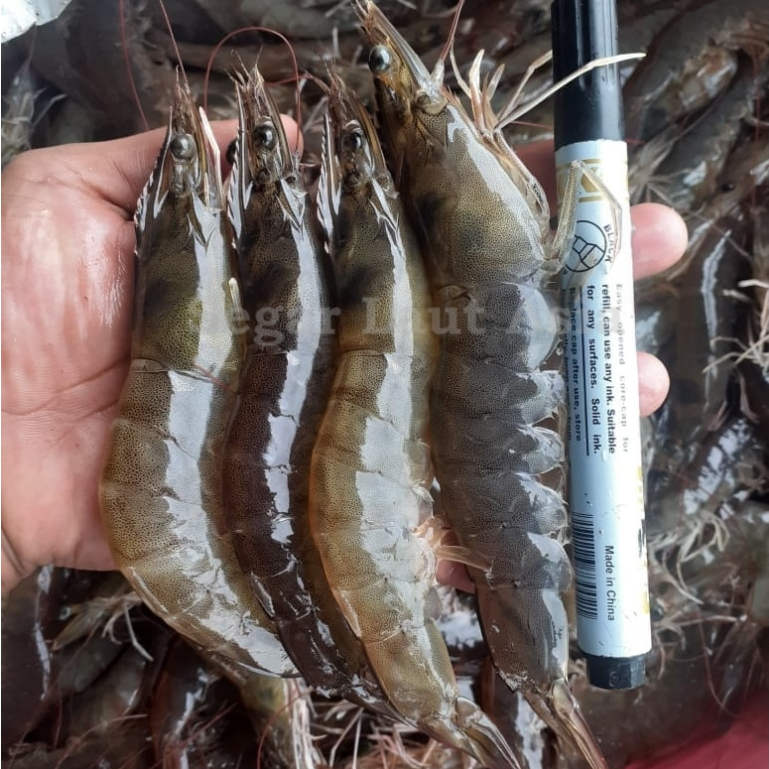 Udang 1Kg Udang Segar Udang Fresh Udang Vaname 1Kg Udang Vaname Segar Udang Besar Udang Jumbo Udang 
