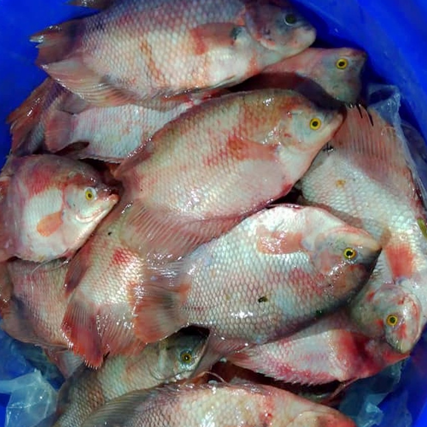 

Ikan Gurame Segar 1 Kg