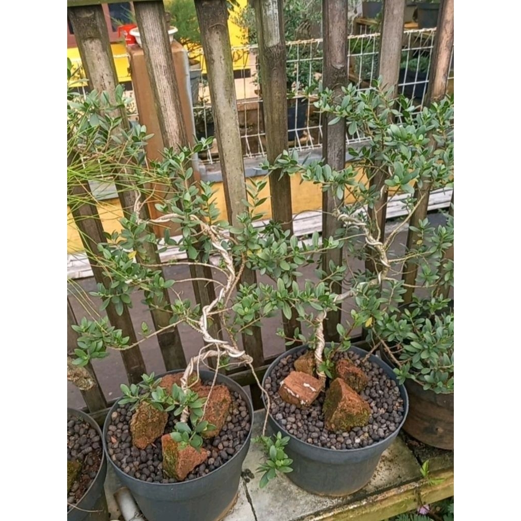 Bonsai santigi karang