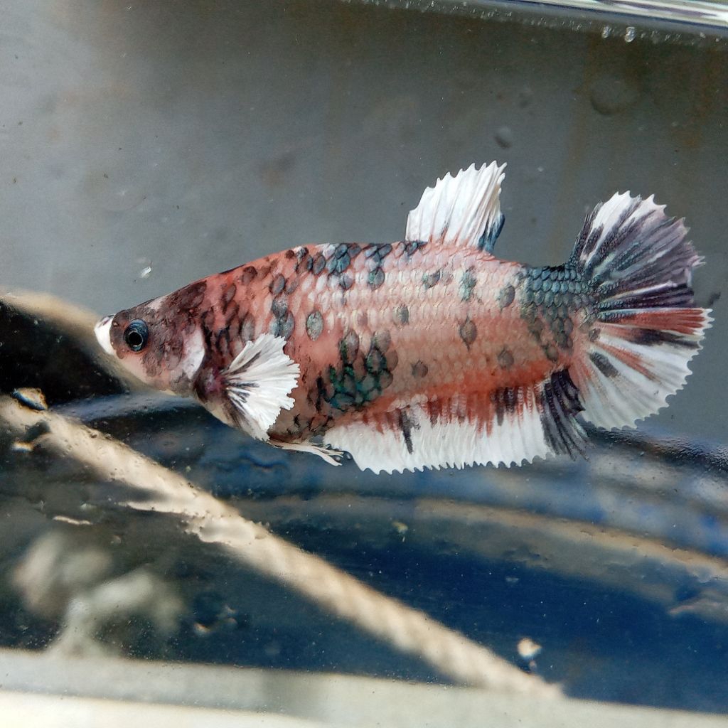 cupang dumbo ear multy betina full telur hiasan