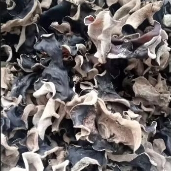 

jamur kuping kering hitam 100gr