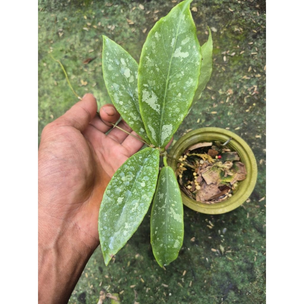 Hoya buntokensis splash