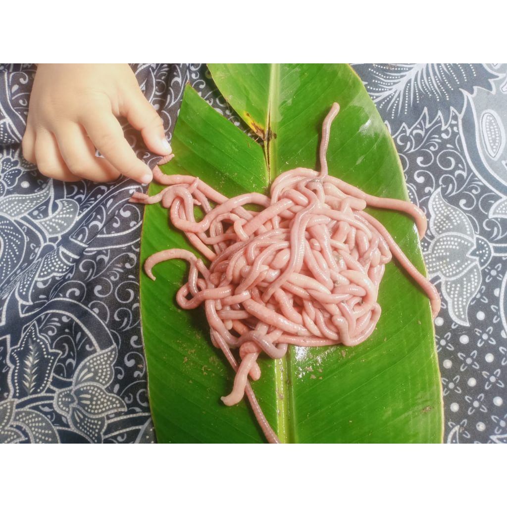 Cacing bayem cacing ping cacing sawah umpan ikan nila bawal lele Galatama tombro