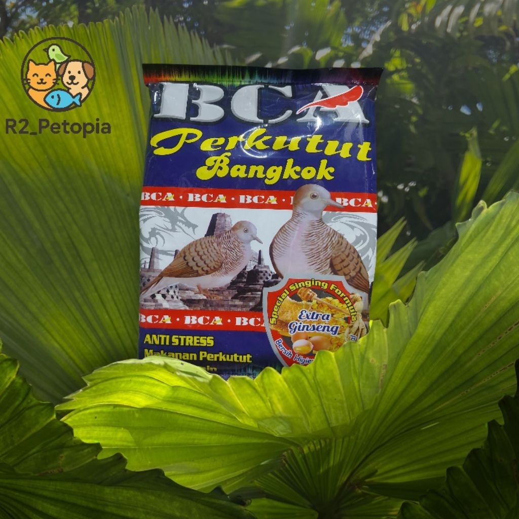 BCA Perkutut Bangkok – Perkutut Gacor & Suara Bagus, Piyik/Jantan/Bangkao