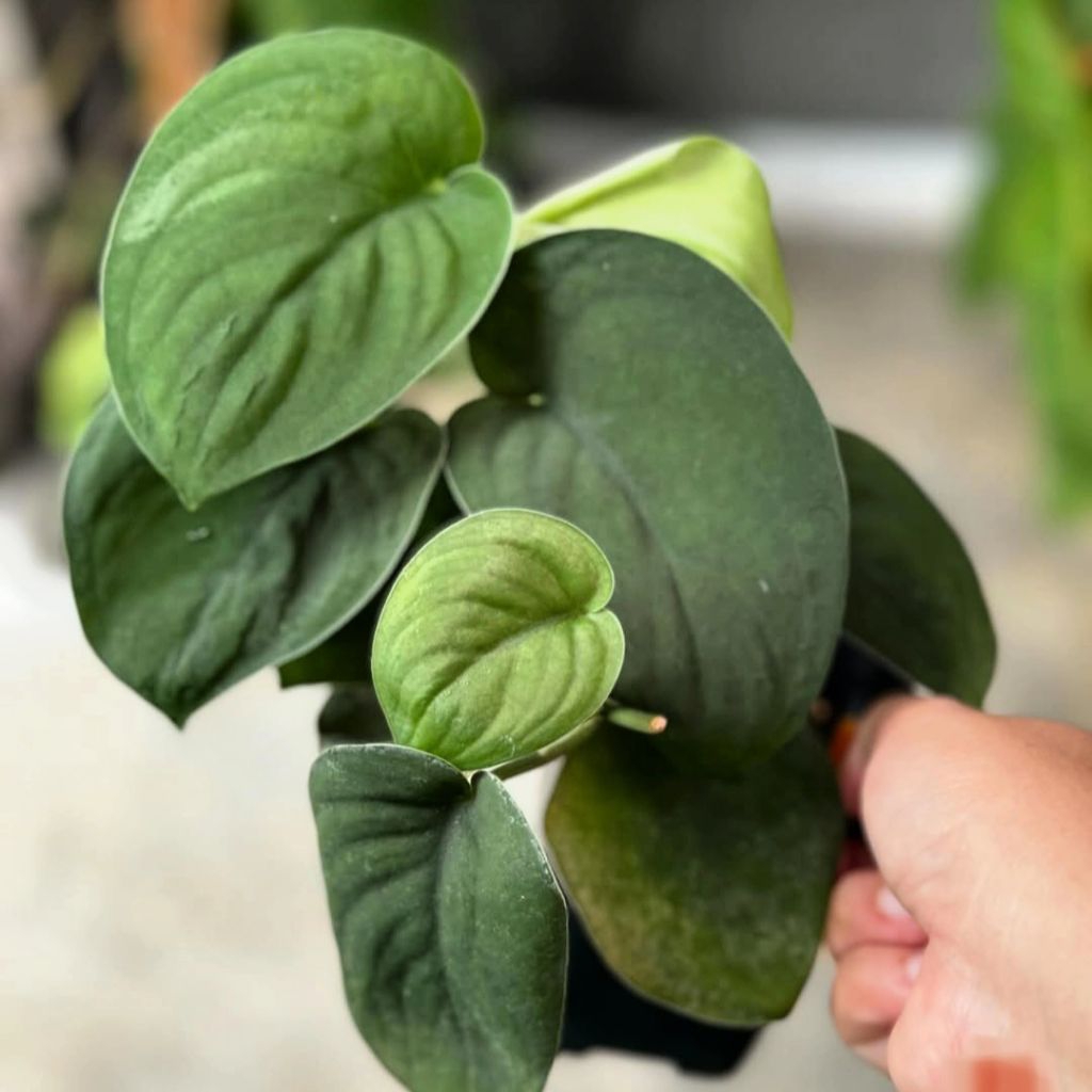 Scindapsus Jade satin