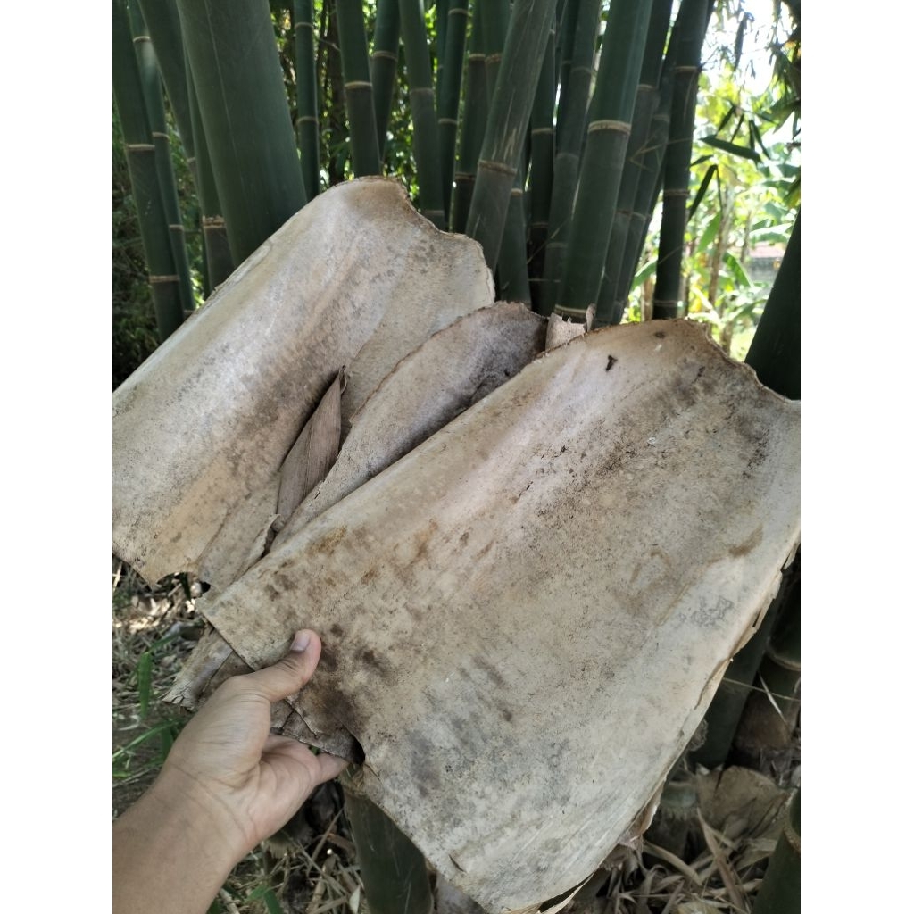 

Kulit daun bambu (supring) tua
