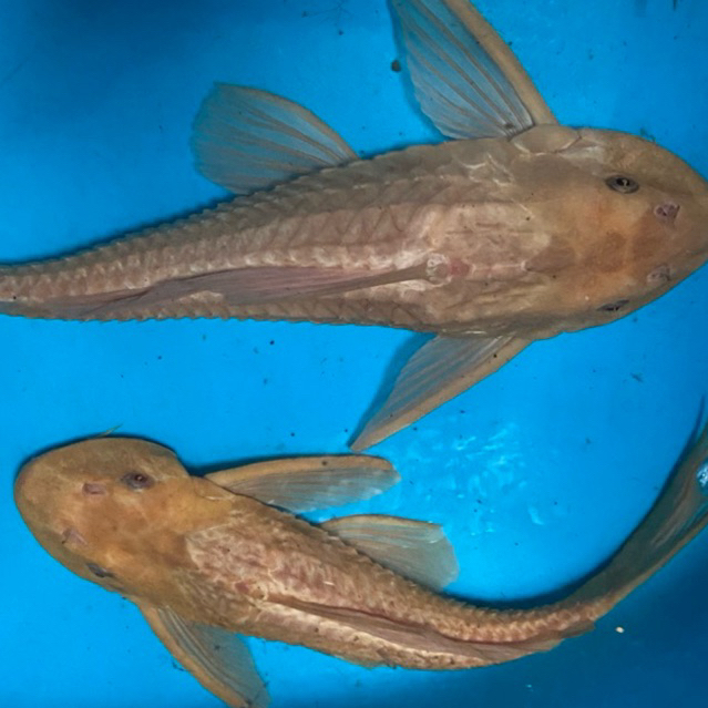 BIBIT ikan sapu” ALBINO / ikan sapu-sapu mentega sehat