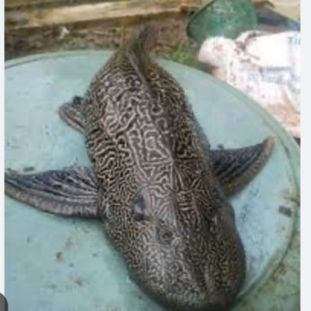 ikan sapu sapu jumbo sehat berkwalitas