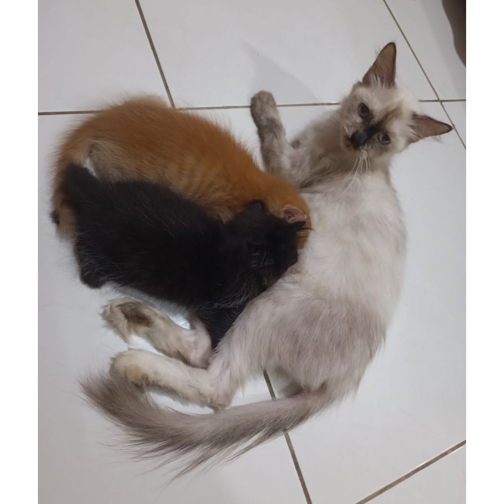 Lepas Adopsi Kucing Persia Induk & 2 anaknya warna orange & hitam  murah