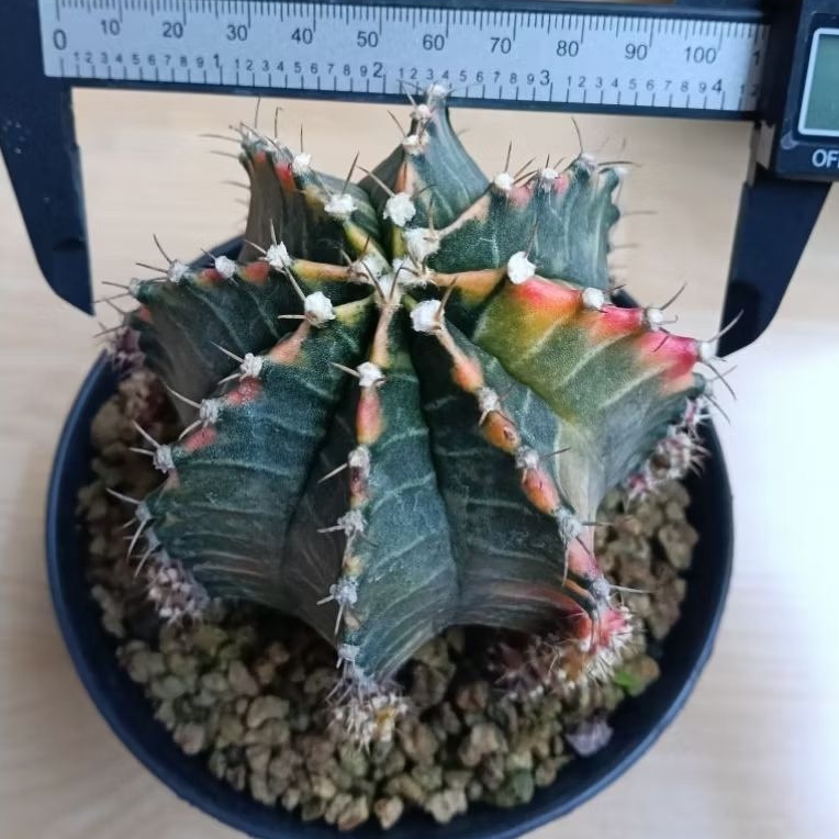 kaktus jumbo starfire hybrid/kaktus id starfire hybrid (code A)