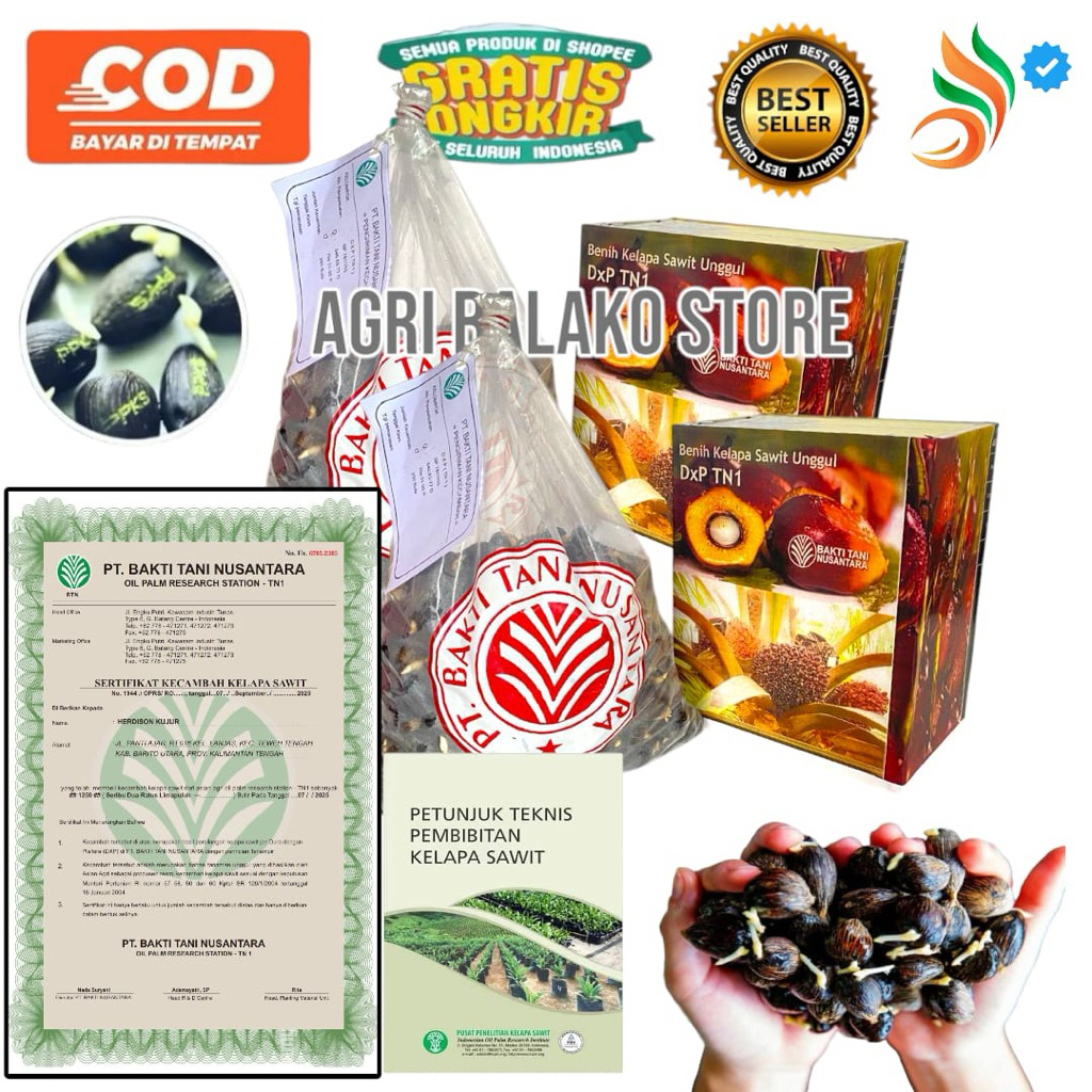 BIBIT KECAMBAH SAWIT PPKS MEDAN BERSERTIFIKAT