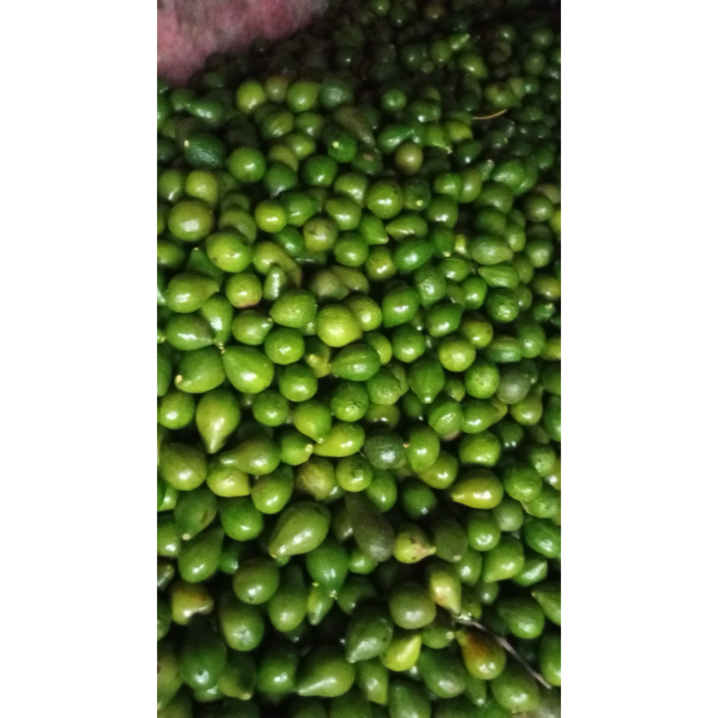 Alpukat mentega segar