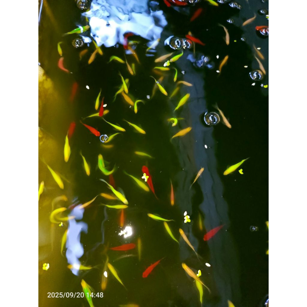 Hiasan Aquarium 3 cm Danio Slayer dan Platy Bloodred 10 ekor