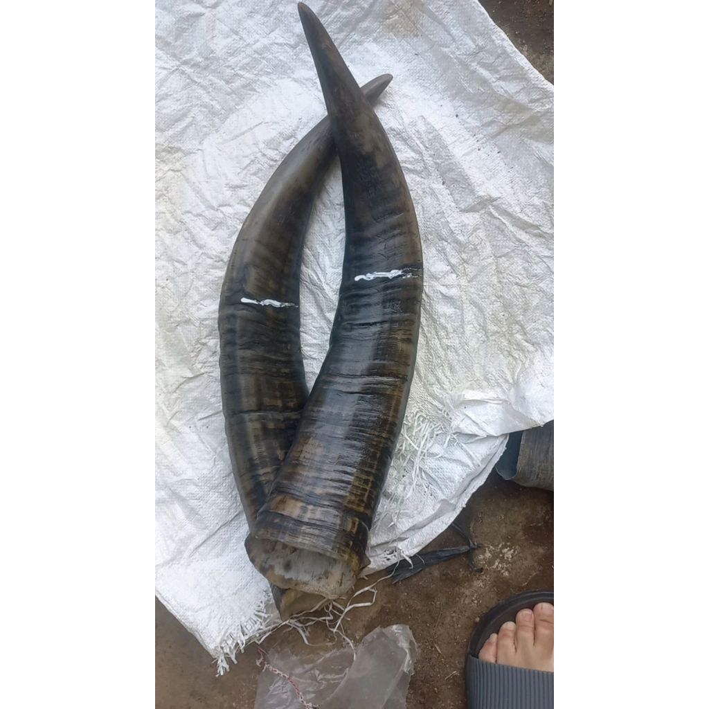 Tanduk kerbau bule padat 30up