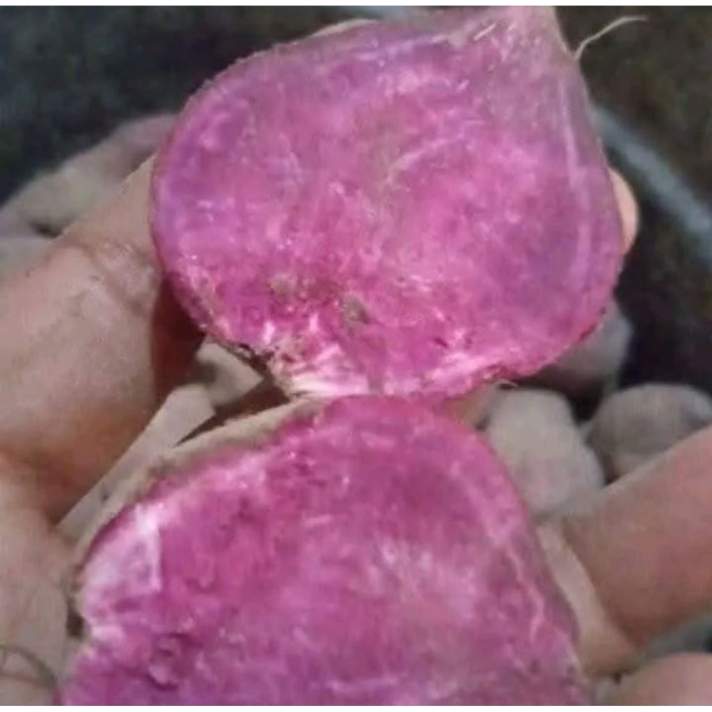 Ubi ungu manis ubi ungu 1/2kg ubi ungu 1/2kg (500G)