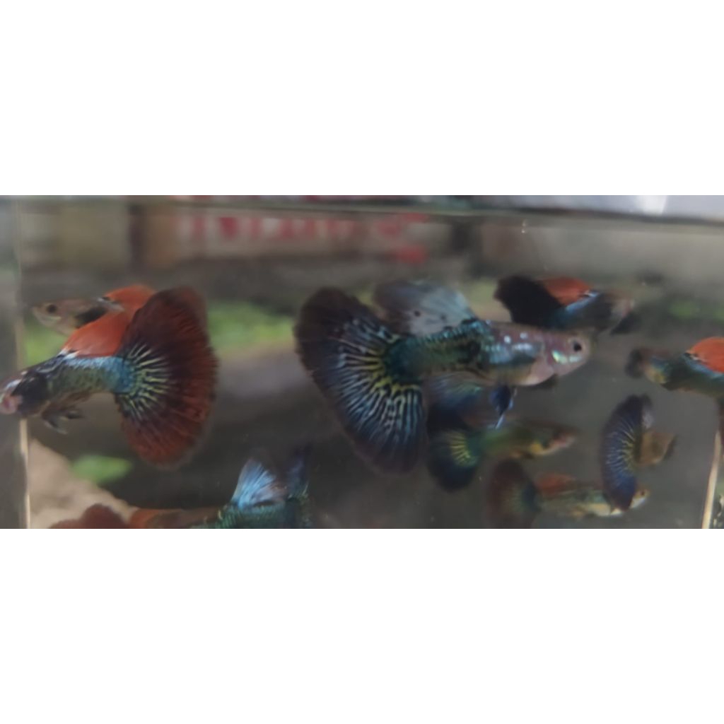 pelet Guppy blue dragon sepasang