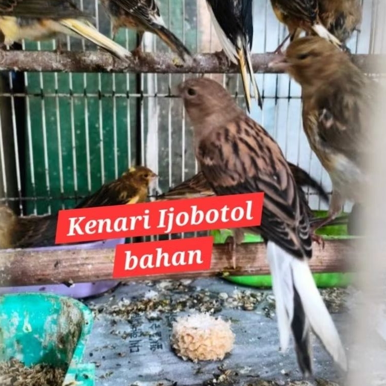 kenari ijobotol jantan bahan